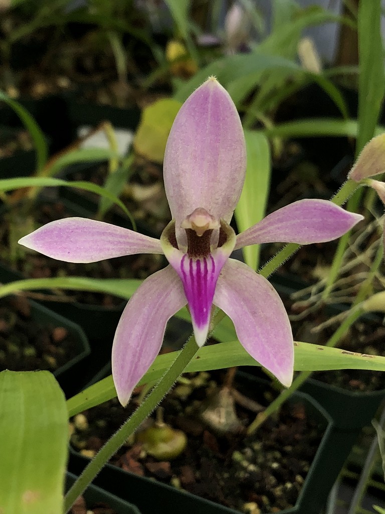 Orchid specimen in Andy's greenhouse