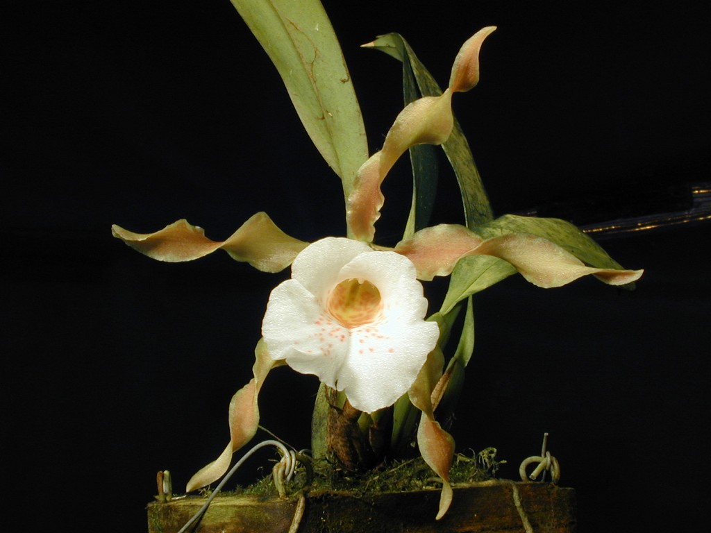 Orchid specimen in Andy's greenhouse