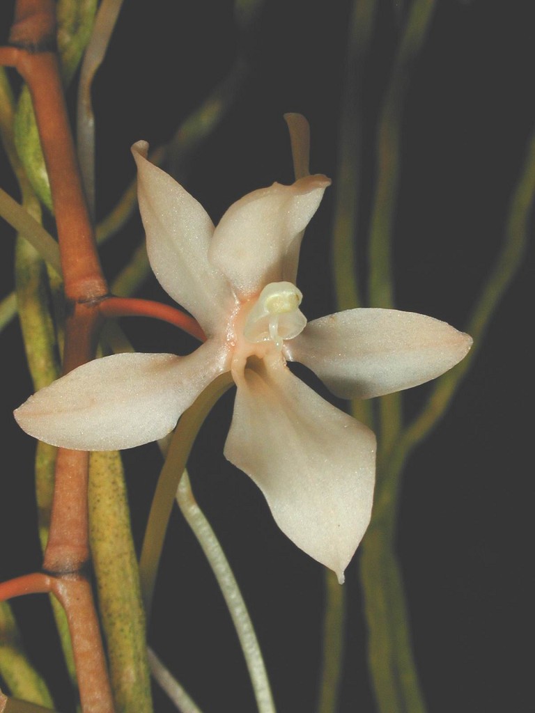Orchid specimen in Andy's greenhouse