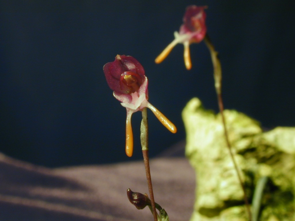 Orchid specimen in Andy's greenhouse