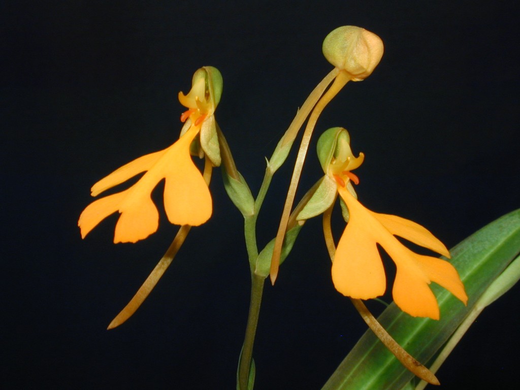 Orchid specimen in Andy's greenhouse