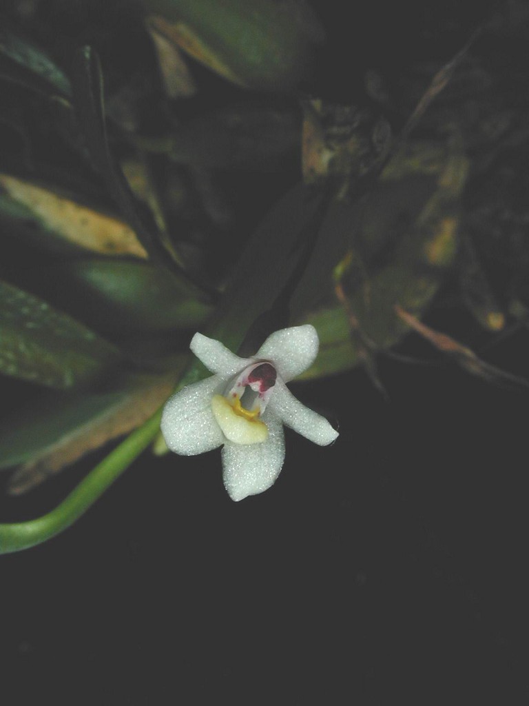 Orchid specimen in Andy's greenhouse