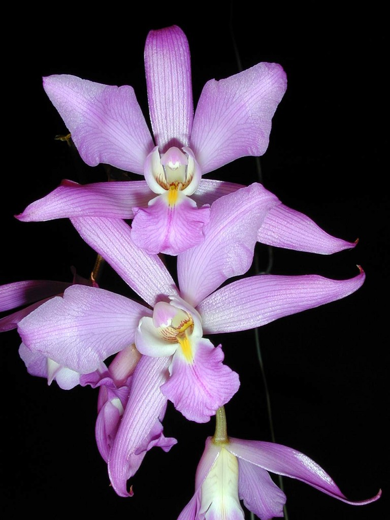 Orchid specimen in Andy's greenhouse