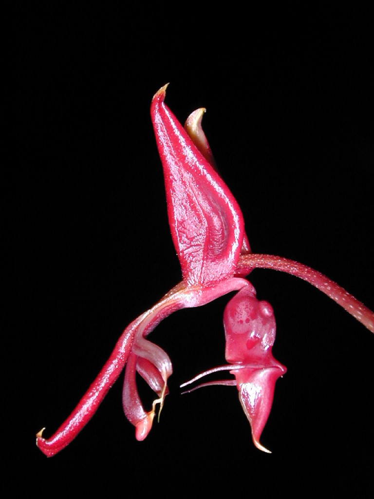 Orchid specimen in Andy's greenhouse