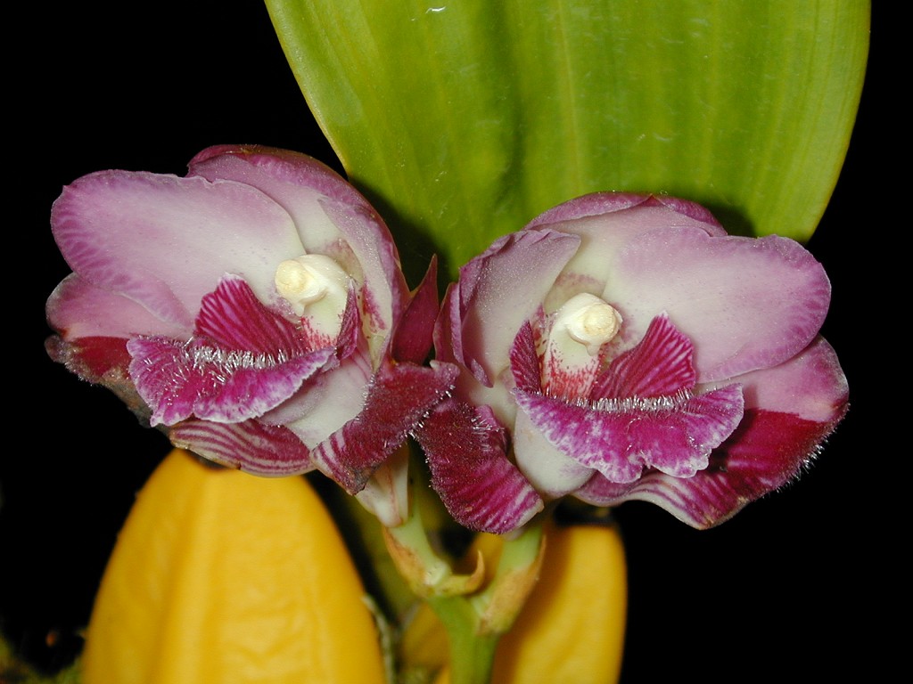 Orchid specimen in Andy's greenhouse