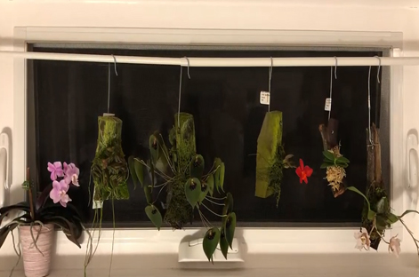 Andy's Orchids video: On Display