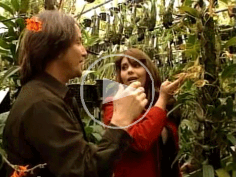 Andy's Orchids video: Hidden Gems