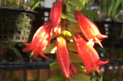 Andy's Orchids video: More Plants