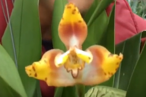 Andy's Orchids video: Pretty Cool