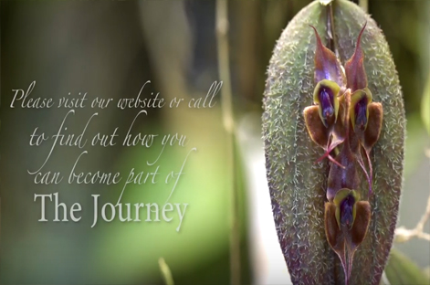 Andy's Orchids video: The Ark