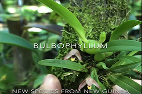 Andy's Orchids video: Tiny & Bitty