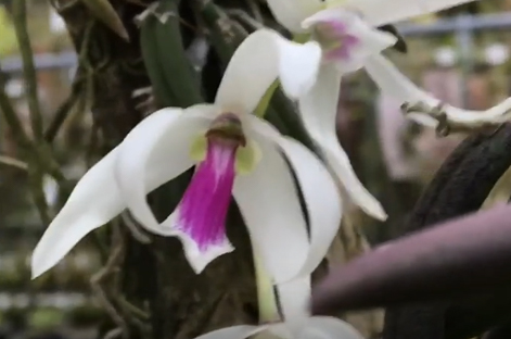 Andy's Orchids video: Worldly Species