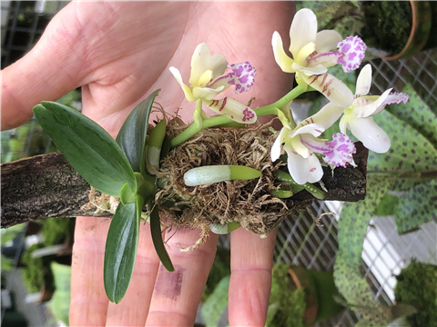 A species orchid from Andy's greenhouse