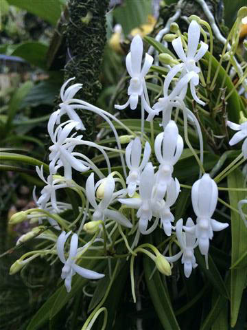 Neofinetia falcata  Furan