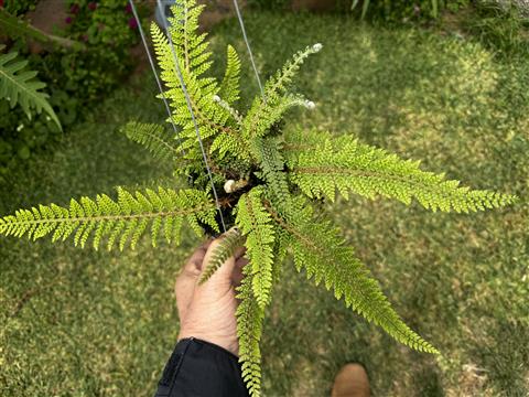 Fern Polystichum setiferum (wood fern)