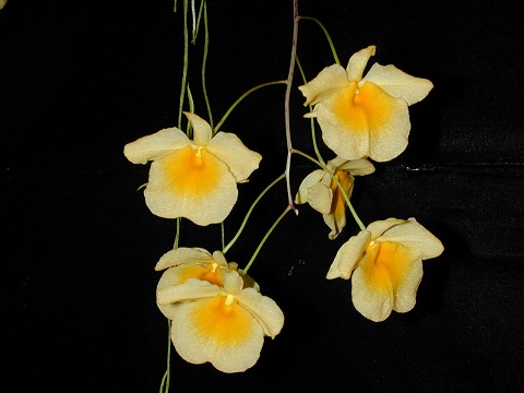 Dendrobium aggregatum (lindleyi)