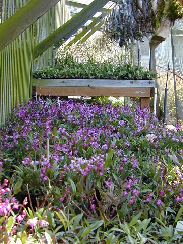 Dendrobium kingianum