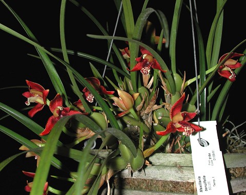 Maxillaria tenuifolia