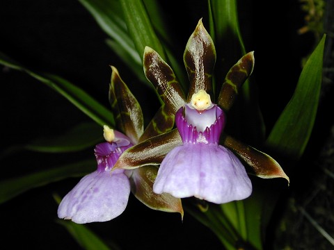 Zygopetalum maxillare