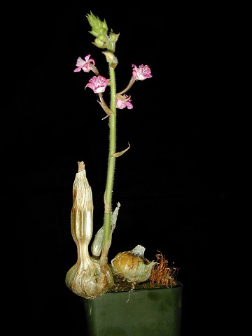Calanthe cardioglossa