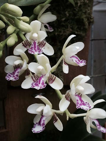 Sedirea (Aerides) japonica