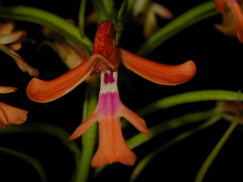 Cynorkis gibbosa