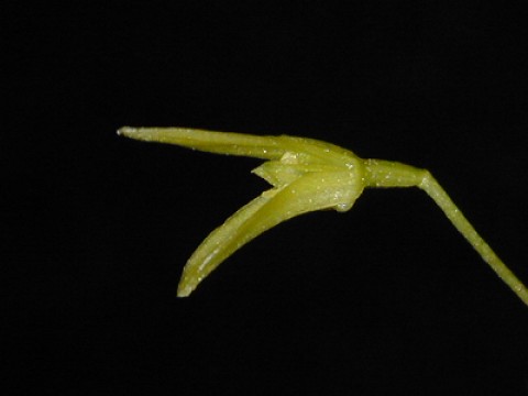 Pleurothallis corniculata