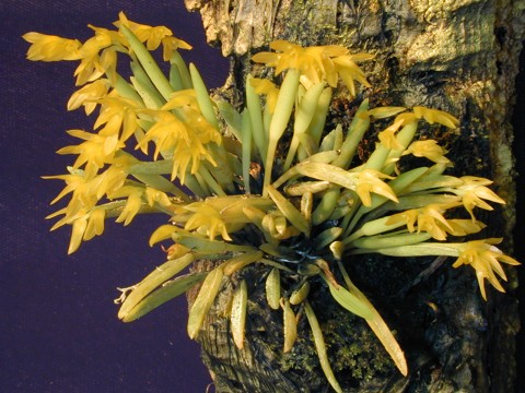 Pleurothallis sonderana