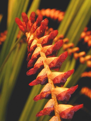 Dendrochilum saccolabium
