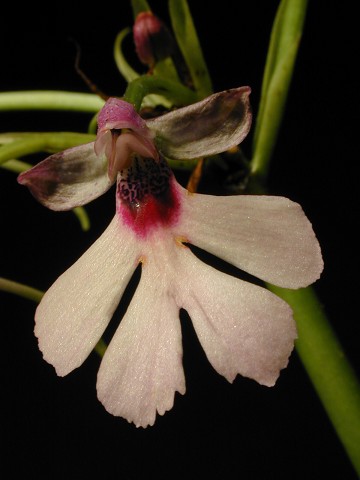 Cynorkis guttata (uncinata)