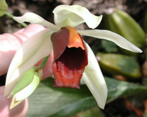 Coelogyne usitana