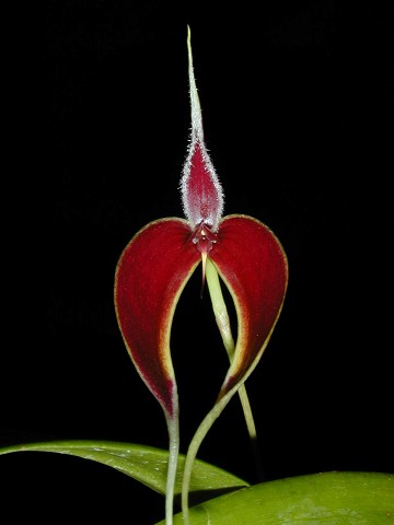 Bulbophyllum masdevalliaceum