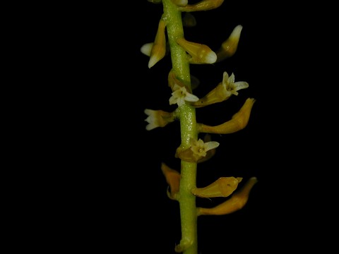 Thelasis carinata