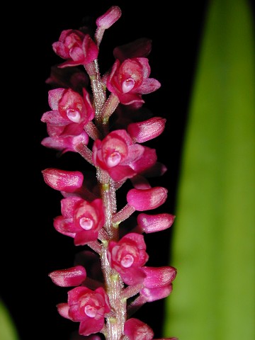 Arpophyllum medium