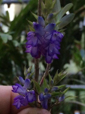 Appendicula malindangensis (Blue flower)