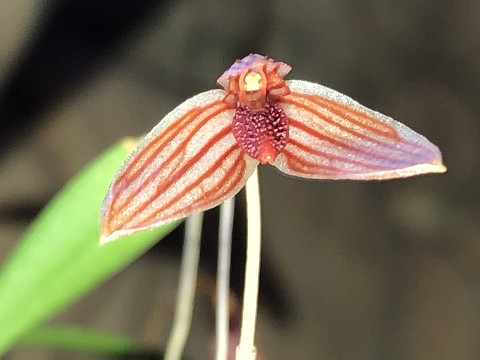 Bulbophyllum gofferjeei