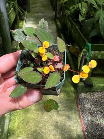 Begonia vankerckhovenii