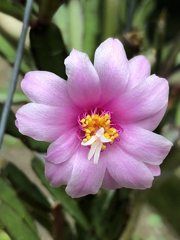 Rhipsalis Hatiora rosea
