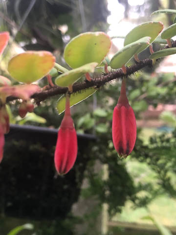 Agapetes praeclara SEH25078