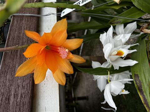 Disocactus aurantiacus